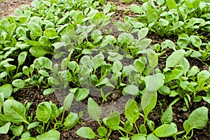 Young radish sprouts growing in the greenhouse. Radish seedlings in the garden. Green leaves of radish plant. Close up