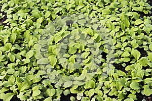 Young radish sprouts growing in the greenhouse. Radish seedlings in the garden. Green leaves of radish plant. Close up