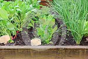 Young radishes, lettuce and onions growing in a garden