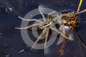 Young Raft Spider (Dolomedes fimbriatus)