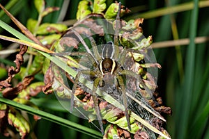 Young Raft Spider (Dolomedes fimbriatus)
