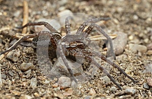 Young raft spider, Dolomedes fimbriatus on ground