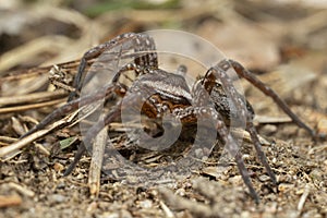 Young raft spider, Dolomedes fimbriatus on ground