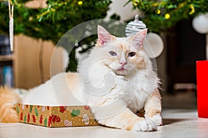 Young ragdoll cat lying on the cover of the gift under the Christmas tree