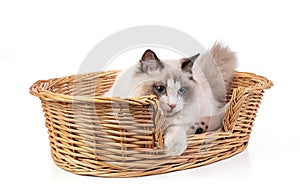 Young ragdoll cat six months old in basket