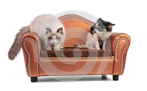 Young ragdoll cat six months old on a sofa with chihuahua