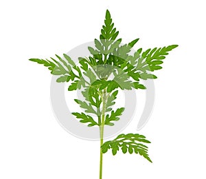 Young ragweed plant isolated on white, Ambrosia artemisiifolia