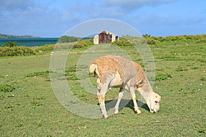 Young ram eating grass, Rodrigues Island