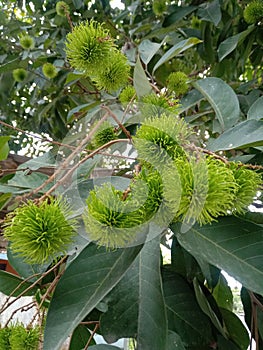 Young Rambutan fruit grows well