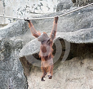Orangutang in the Zoo