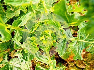Young rapeseed & x28;Brassica napus& x29;, well known as or rapaseed. Detail view into small plants in field.