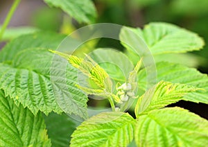 Young raspberry bush. Growing sweet berries in the garden. Shoots of plants in May.