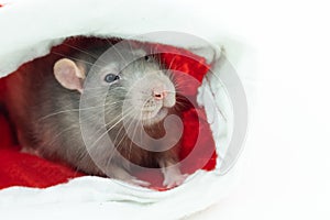 Young rat gray symbol of new year 2020 peeps out of cover