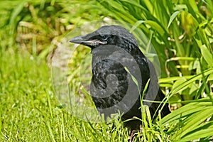 Young raven in a green grass