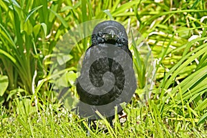 Young raven in a green grass