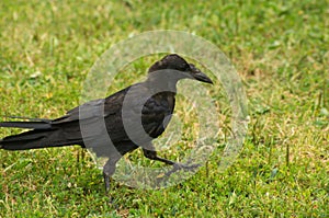 The young raven walks on the grass