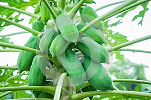 Young raw papaya fruit on tree with green leaves