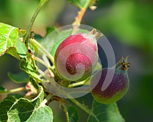Young red apples growing in spring on a branch
