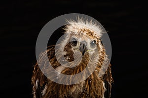 Young red-backed Sea-eagle