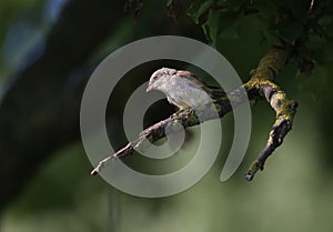 A young red-backed shrike Lanius collurio