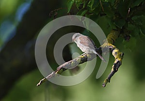 A young red-backed shrike Lanius collurio