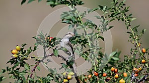 Young Red-backed Shrike, Lanius collurio, sitting on a dogrose bush