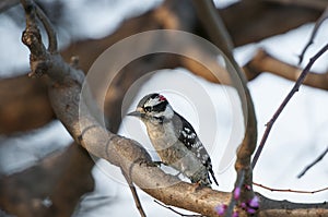 Young Red bellied wood pecker photo