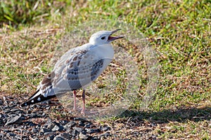 Young Red-billed Gull Chroicocephalus scopulinus calling to its mother