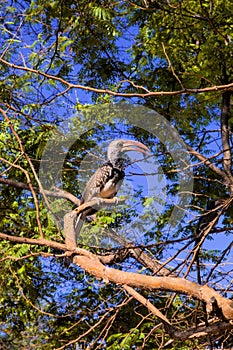 Young Red-billed Hornbill, Tockus erythrorhynchus, Namibia