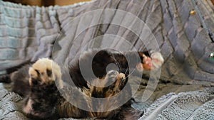 Young Red And Black Maine Coon Kitten Cat Playing With toy feather At Home Sofa. Coon Cat, Maine Cat, Maine Shag at Home