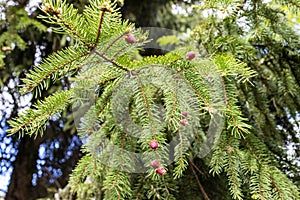 young red blossoming cones on green spruce twigs