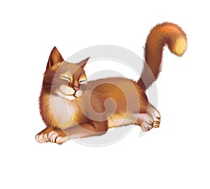 Young Red brown Cat laying. Isolated on white