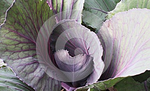 Young Red Cabbage Leaves