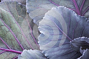 Young Red Cabbage Leaves