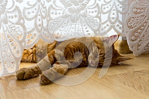 Young red cat sleeping on the wooden floor under the curtain