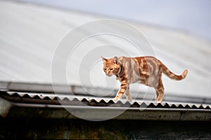 Ginger red tabby cat walking along a corrugated tin roof