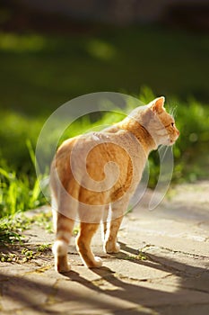 A young red cat walks in the garden on a warm summer evening