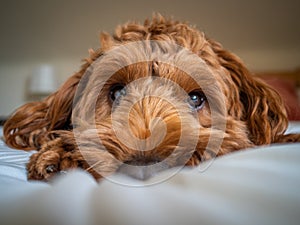 A young cockapoo lying comfortably on a bed photo