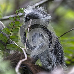 Young Red Colobus monkey , Zanzibar