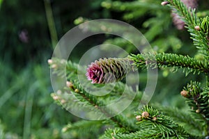 Young red cones of European spruce