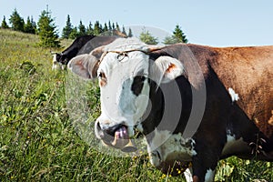 Young red cow in a pasture on a background of mountains. cow on the background of mountains. Cows in the Carpathians