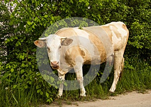 A young red cow with white spots on its sides stands near the bushes and chews grass