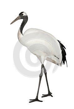 Young Red-crowned Crane, Grus japonensis