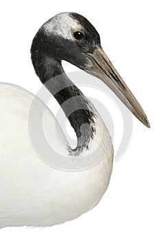 Young Red-crowned Crane, Grus japonensis