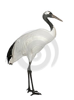 Young Red-crowned Crane, Grus japonensis, also called the Japanese Crane or Manchurian Crane