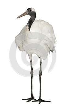 Young Red-crowned Crane, Grus japonensis, also called the Japanese Crane or Manchurian Crane