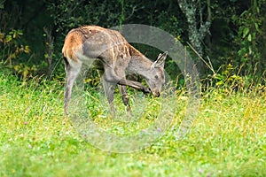 Young red deer