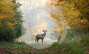 Young red deer.