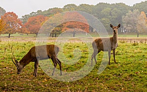 Young red deer