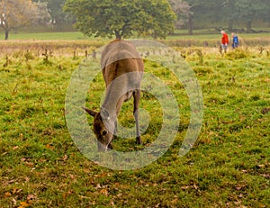 Young red deer